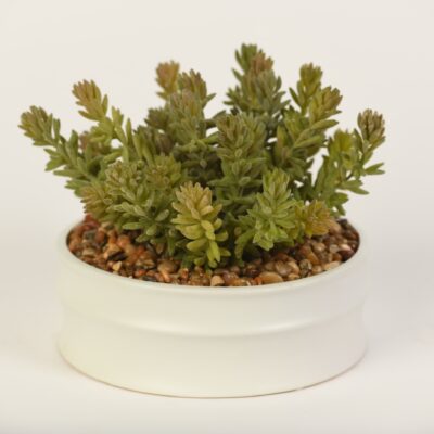 Frosted Donkey Tail in Medium Dollop Planter - 217083