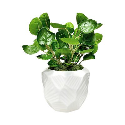 Eucalyptus in Flintstone Planter - 219055