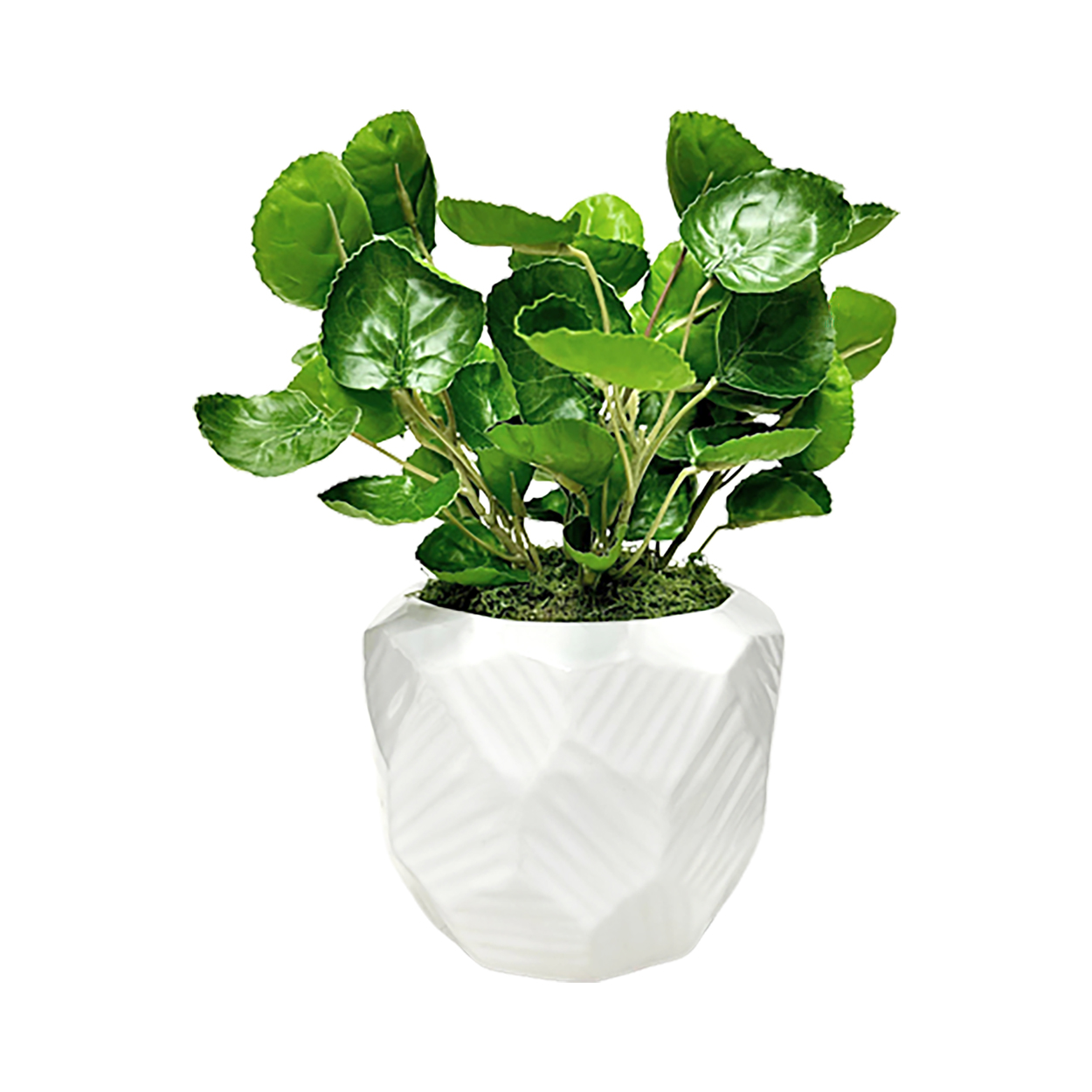 Eucalyptus in Flintstone Planter - 219055