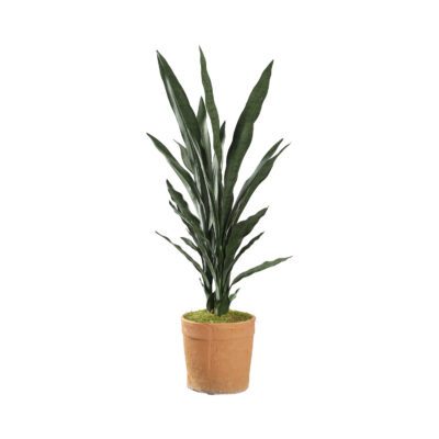 Sansevieria in Trove Planter - 21PV008