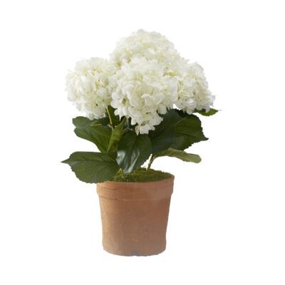 Hydrangeas in Trove Planter - 21PV011