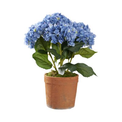 Hydrangeas in Trove Planter - 21PV012