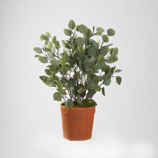 Eucalyptus in Trove Planter - 21PV013