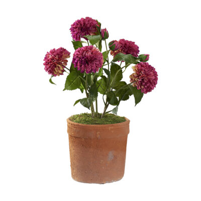 Burgundy Dahlias in Trove Planter - 21PV018-B