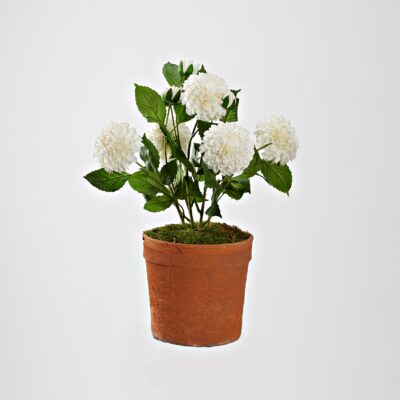 White Dahlias in Trove Planter - 21PV018-W