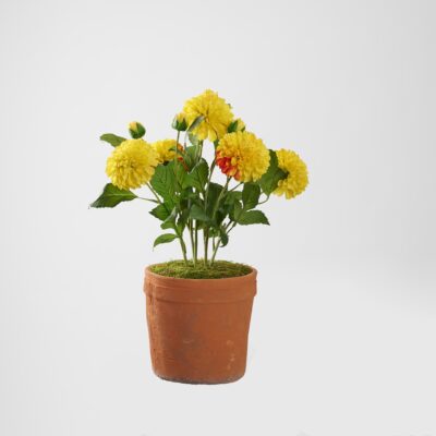 Yellow Dahlias in Trove Planter - 21PV018-Y