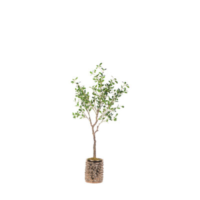 Plumeria Tree in Pierce Planter 5' - 21PV303