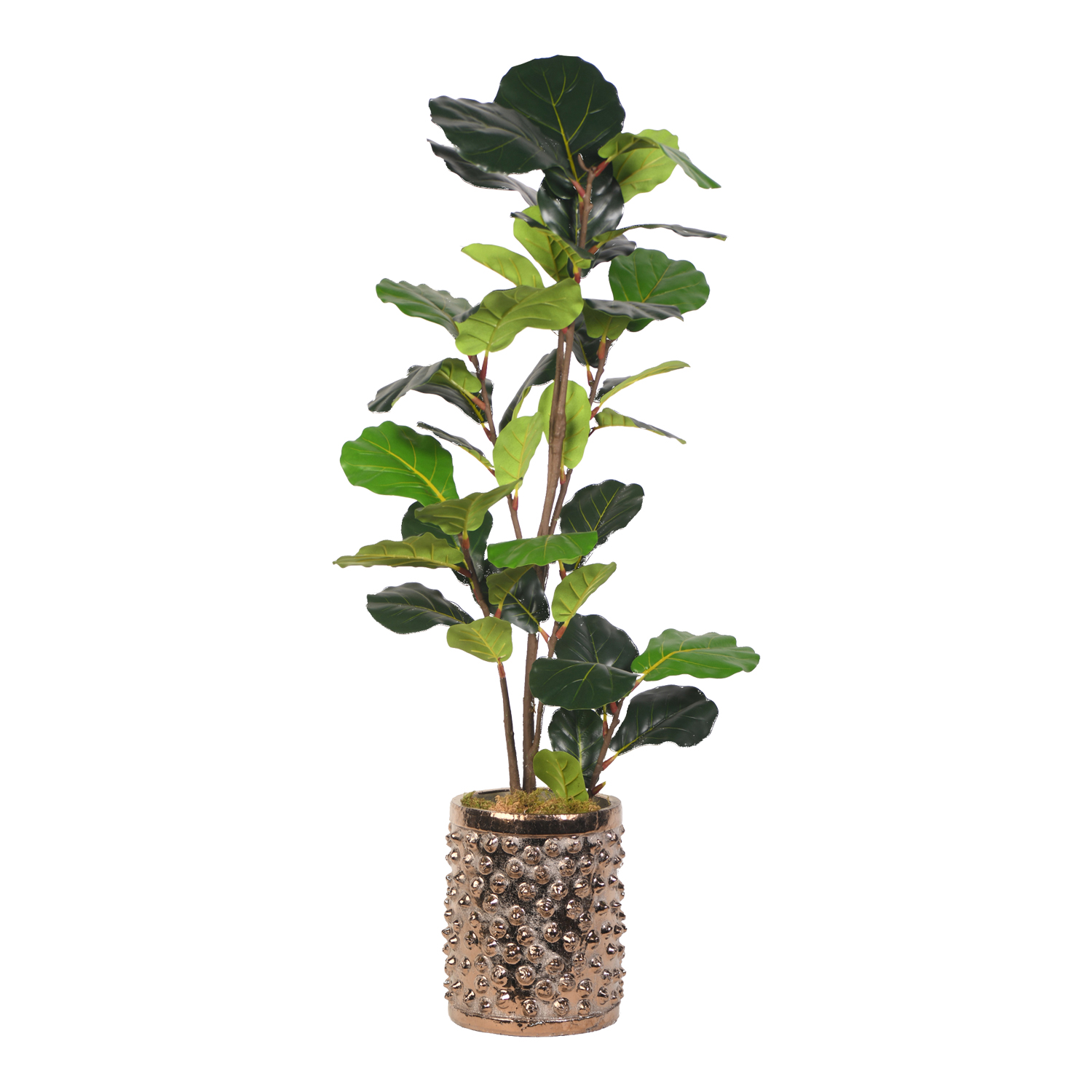 Fiddle Leaf Fig in Gold Pierce Planter 4' - 21PV305