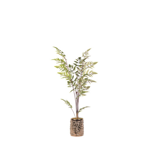 Leather Fern in Gold Pierce Planter 5' - 21PV307