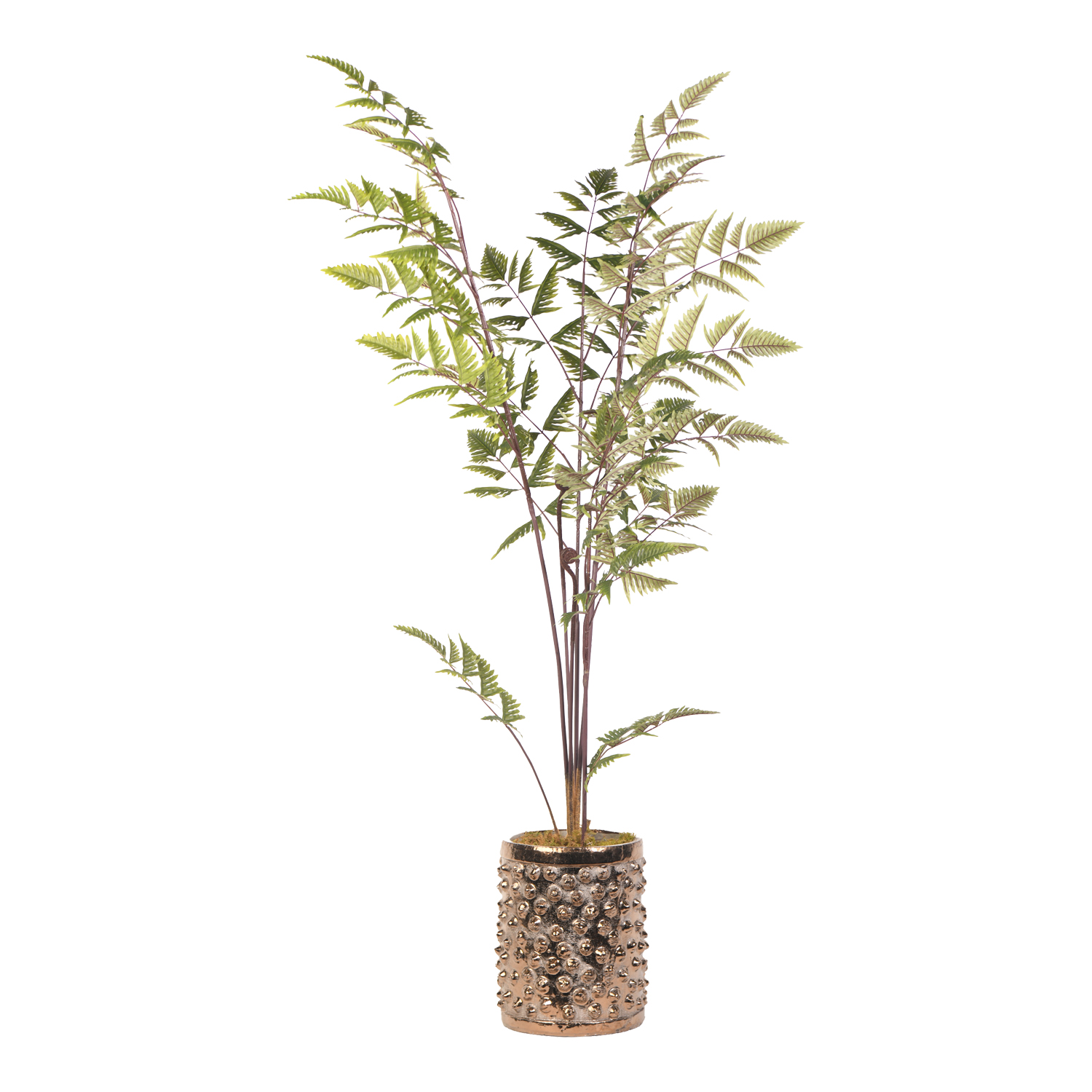 Leather Fern in Gold Pierce Planter 5' - 21PV307