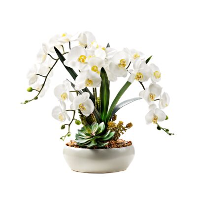 White Phael Orchids and Succulents in White Bowl - 229051