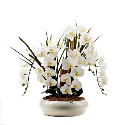 White Phael Orchids and Ghostwood in White Bowl - 229052