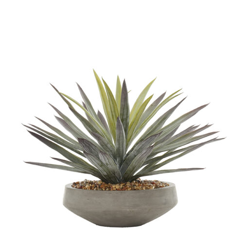 Agave in Newport Bowl - 1002-2064