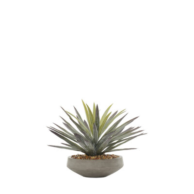 Agave in Newport Bowl - 1002-2064