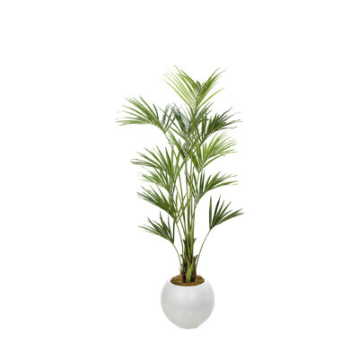 Kentia Palm in Porter Planter 8.2' - 1012-3104