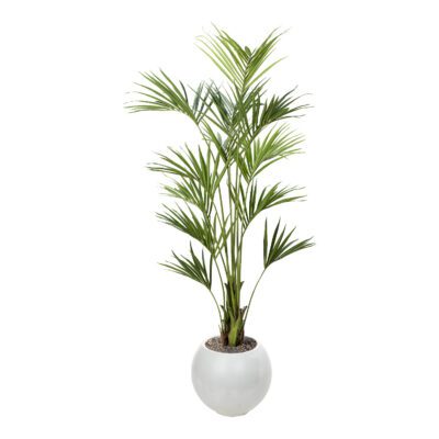 Kentia Palm in Porter Planter 8.2' - 1012-3104