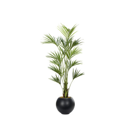 Kentia Palm in Porter Planter 8.2' - 1012-3106