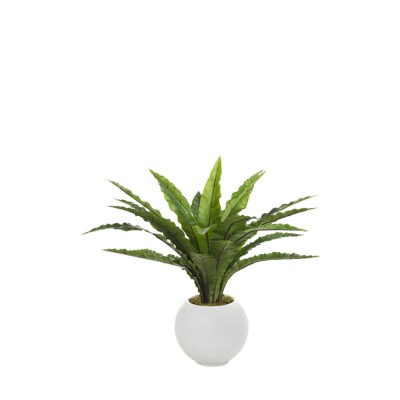 Nettle Leaf in Porter Planter - 1031-3103