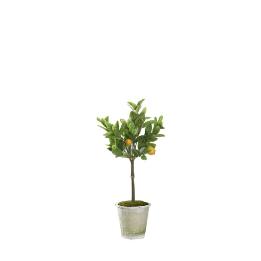 Lemon Tree in Grove Planter 3.5 - 322922