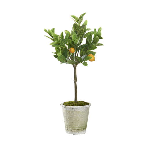 Lemon Tree in Grove Planter 3.5 - 322922 - Image 2