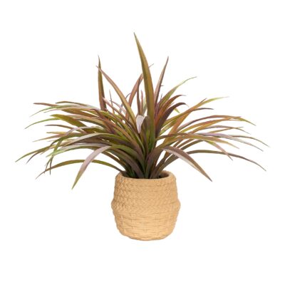 Spider Plant in Cement Pot - 231108