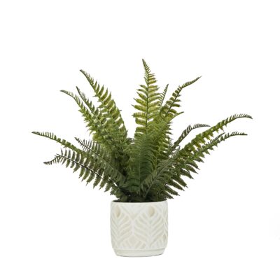 Boston Fern in White Cement Pot - 231110