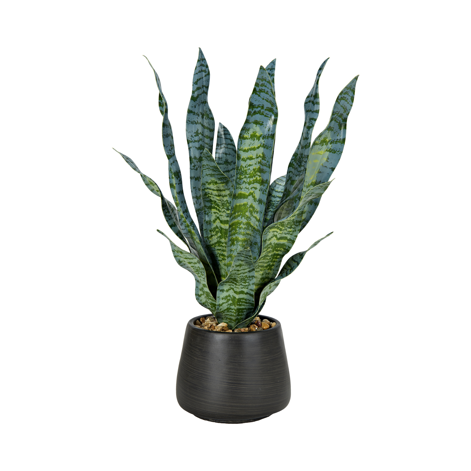 Sansevieria in Black Cement Pot - 231113