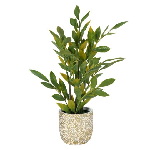 Ficus in Cement Pot - 231119