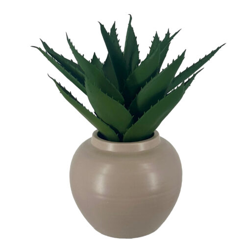 Aloe in Ceramic Pot - 231120