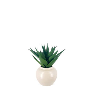 Aloe in Ceramic Pot - 231120