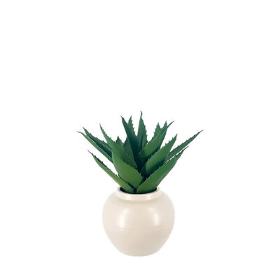 Aloe in Ceramic Pot - 231120