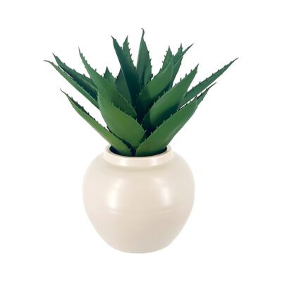 Aloe in Ceramic Pot - 231120