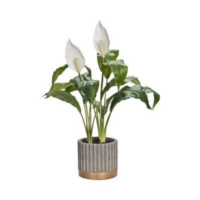 Peace Lily in Striped Pot - 231122