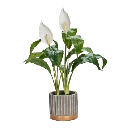Peace Lily in Striped Pot - 231122