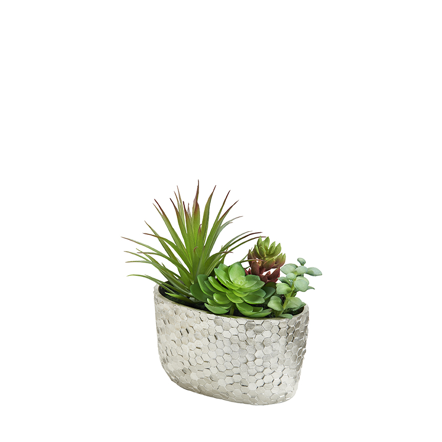 Assorted Succulents in Silver Pot - 231140