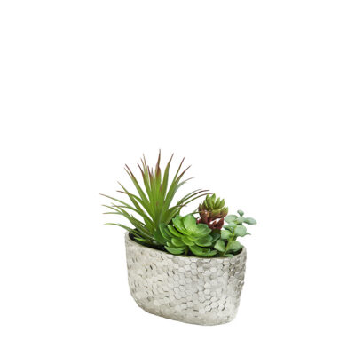 Assorted Succulents in Silver Pot - 231140