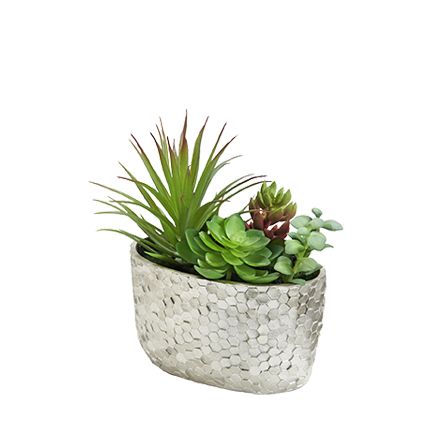 Assorted Succulents in Silver Pot - 231140 - Image 2