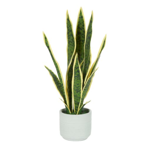 Variegated Snake Plant in Cement Pot - 231142