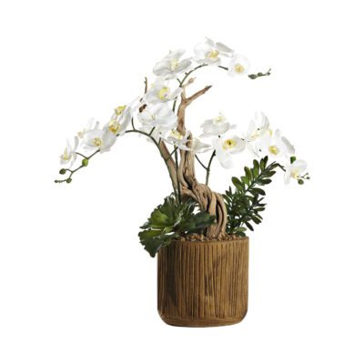 Orchids, Ghostwood and Succulents in Asher Planter - 234022