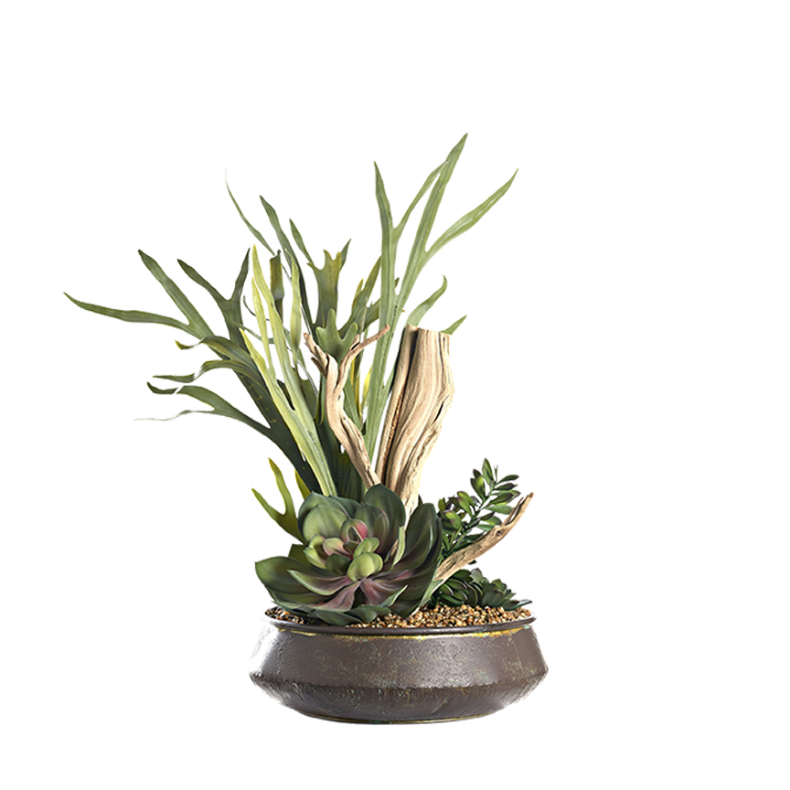 Staghorn Fern, Ghostwood & Succulents in Metal Bowl with Handles - 234023 - Image 2