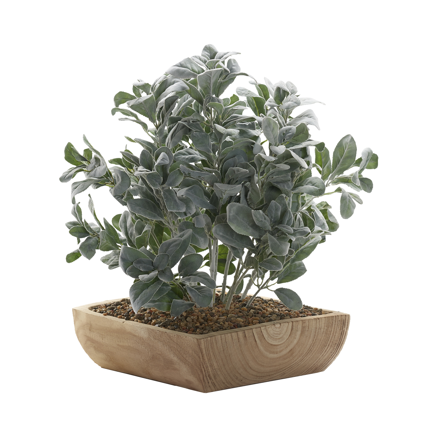 Lambs Ear in Square Wooden Bowl - 234024