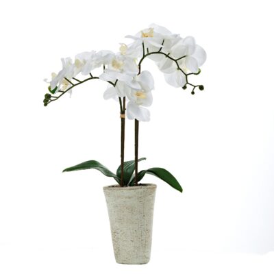 White Orchids in Cement Planter - 240121