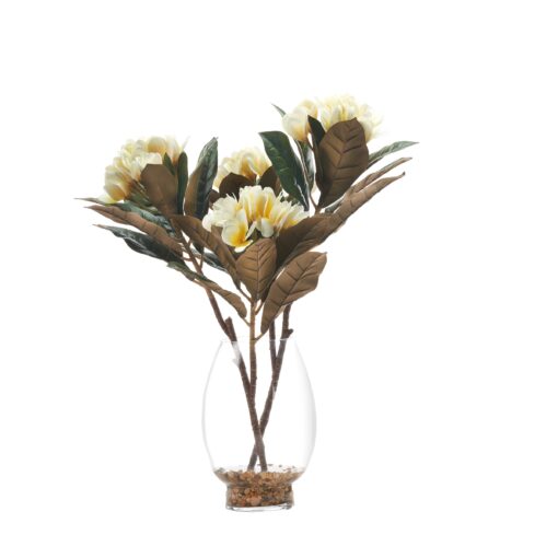 Cream Frangipani in Glass Vase - 246001