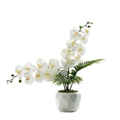 White Phael Orchids and Palms in White Ceramic Planter - 246007
