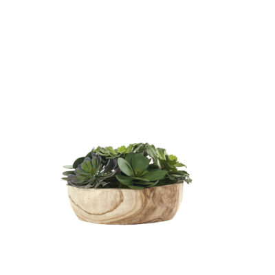 Assorted Echeverias in Round Wooden Bowl - 246014