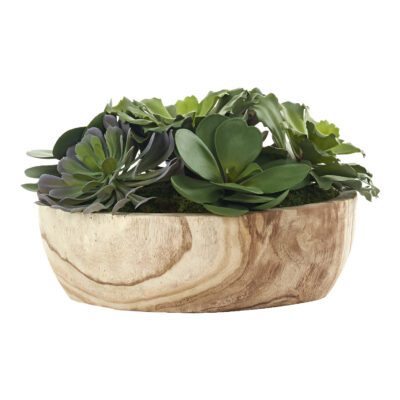 Echeverias in Round Wooden Bowl - 246014