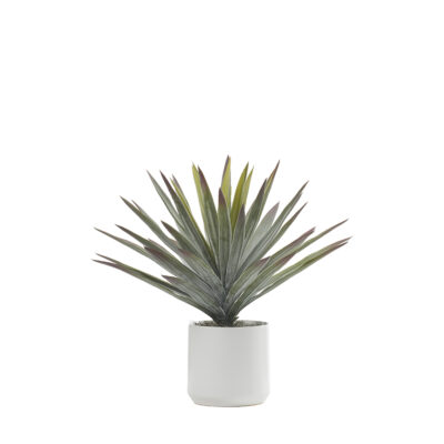 Agave in White Kendall Pot - 246016