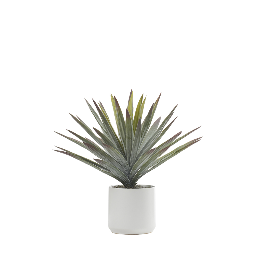 Agave in White Kendall Pot - 246016