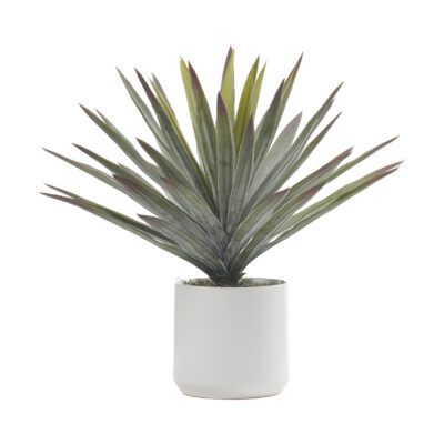 Agave in White Kendall Pot - 246016