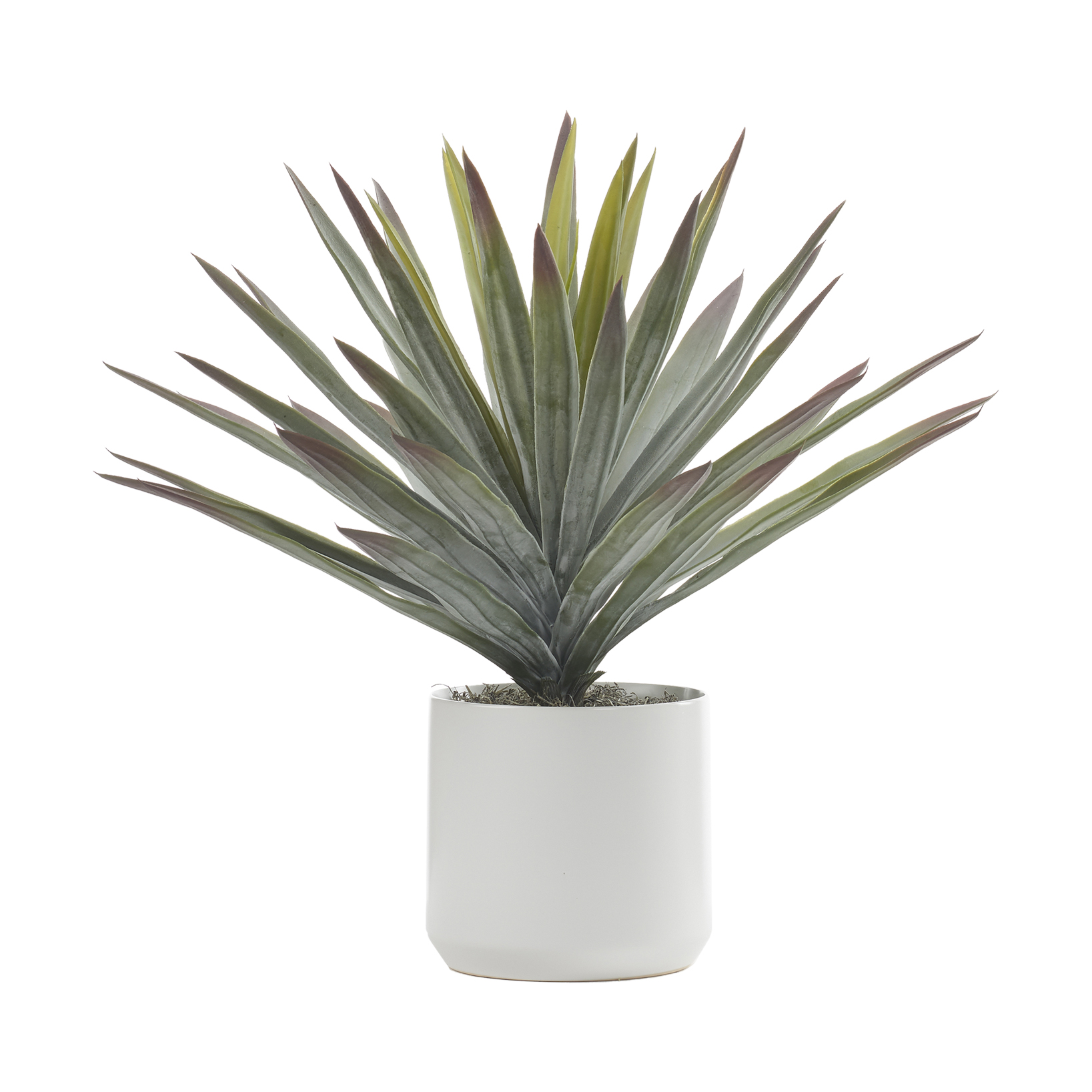 Agave in White Kendall Pot - 246016